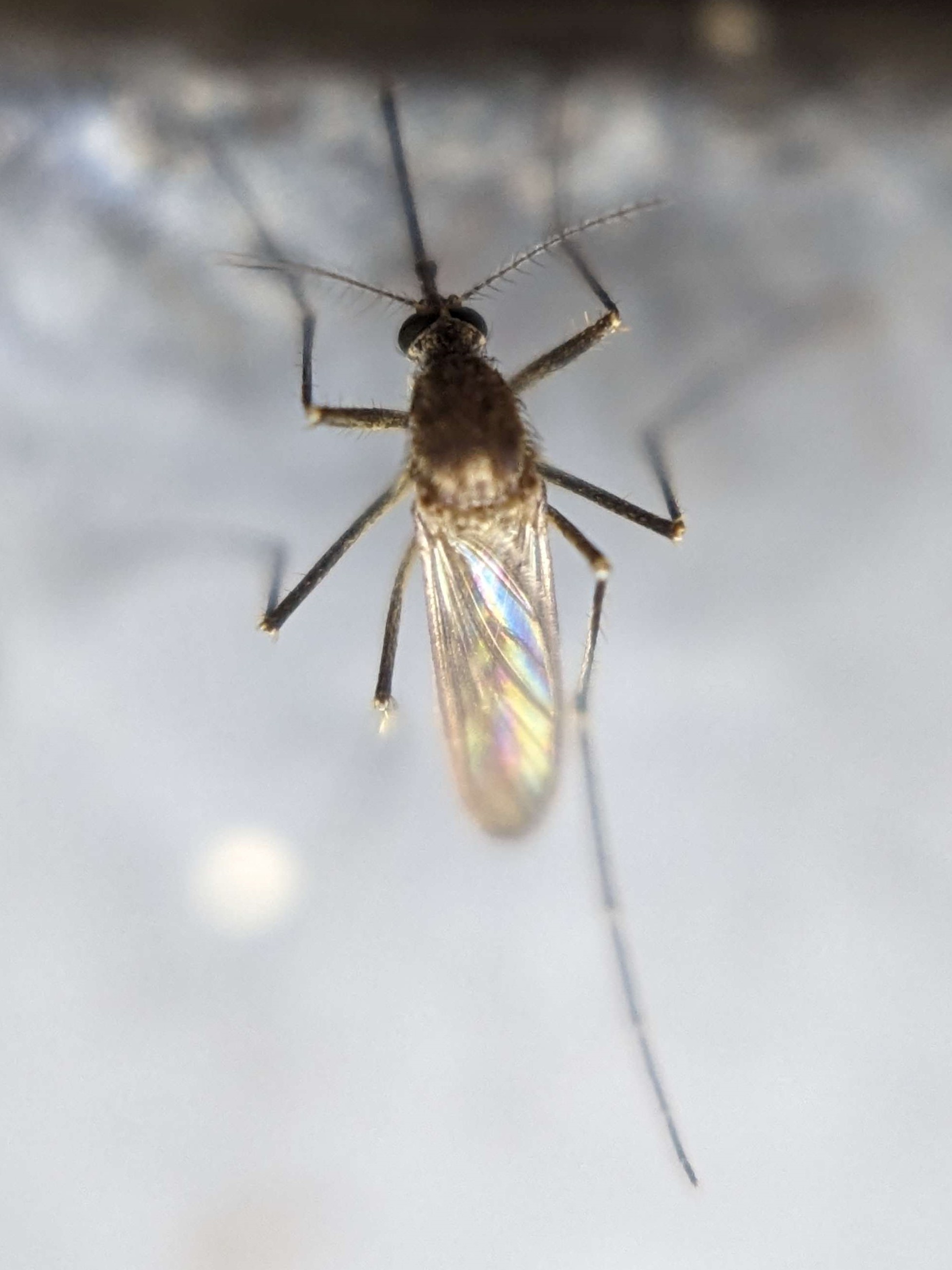 Picture of Aedes vexans